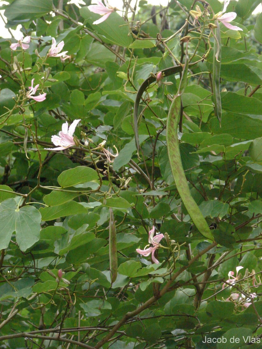 Bauhinia variegata L.